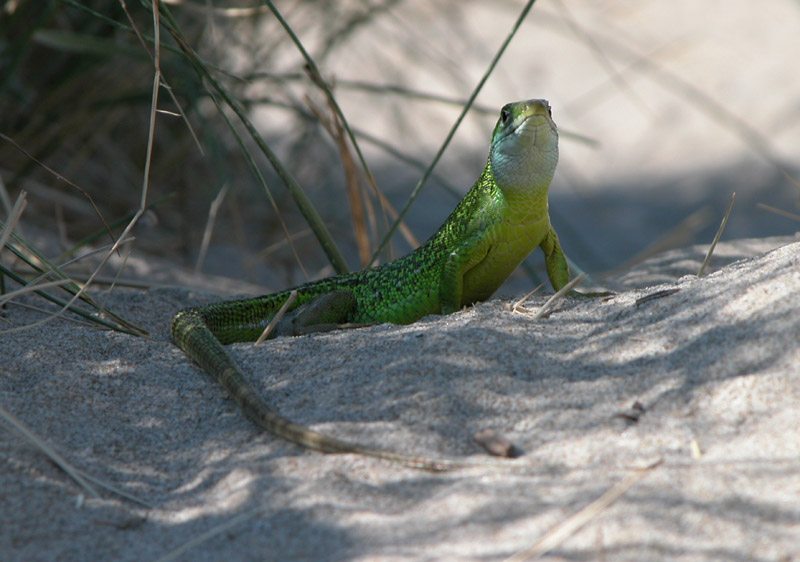 Ramarro giovane Lacerta bilineata